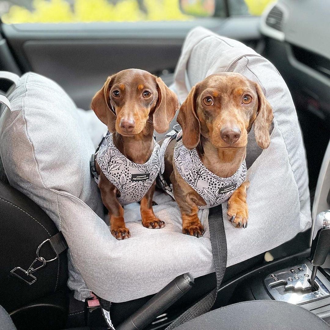 Perro Amsterdam x Travel Luxe Honden Auto Mand