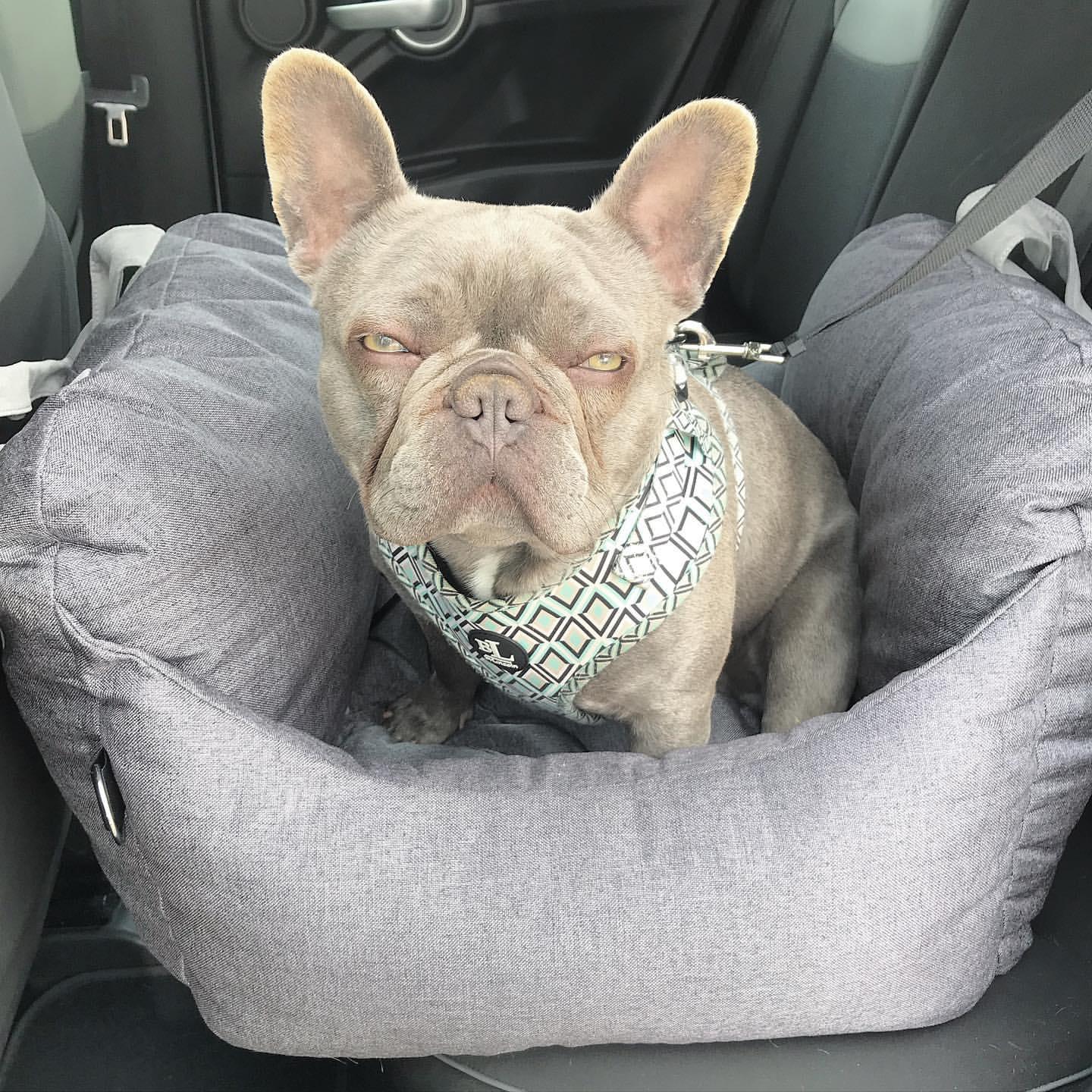 Perro Amsterdam x Travel Luxe Honden Auto Mand